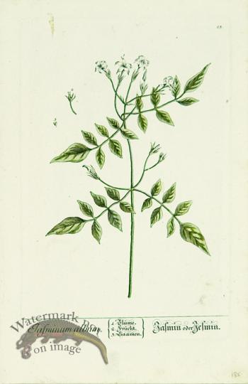 Blackwell German 241